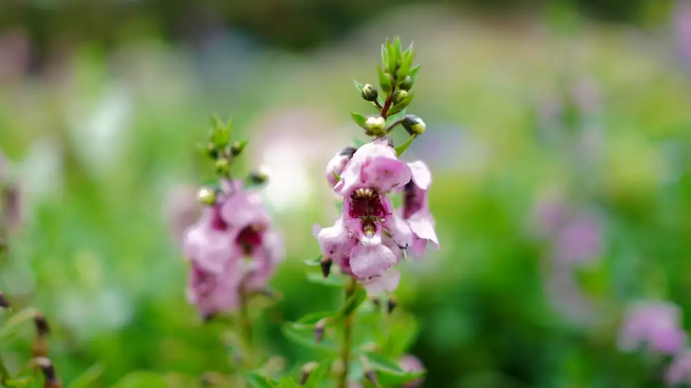 Angelonia